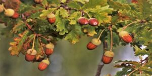 Oak_acorn_leaves