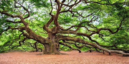 Oak_tree