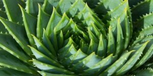 Aloe-Vera